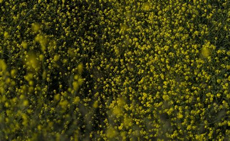 California artists, chefs find creative ways to confront destructive ‘superbloom’ of wild mustard